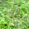 주름조개풀(Oplismenus undulatifolius (Ard.) P.Beauv.) : 들국화