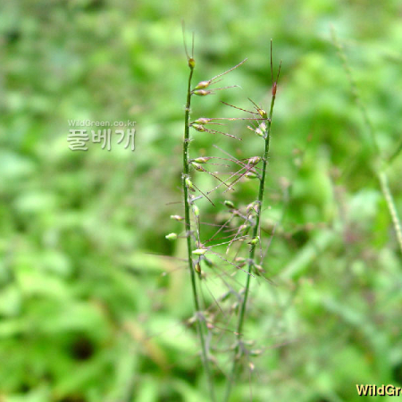 주름조개풀(Oplismenus undulatifolius (Ard.) P.Beauv.) : 별꽃