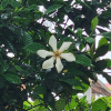 치자나무(Gardenia jasminoides Ellis var. jasminoides) : 난헌