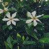 치자나무(Gardenia jasminoides Ellis var. jasminoides) : 난헌