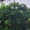 치자나무(Gardenia jasminoides Ellis var. jasminoides) : 난헌