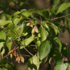 고추나무(Staphylea bumalda DC.) : 무심거사