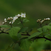인가목조팝나무(Spiraea chamaedryfolia L.) : 설뫼