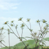 미국가막사리(Bidens frondosa L.) : 청암