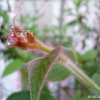 양다래(Actinidia deliciosa) : 산들꽃