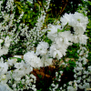 옥매(Prunus glandulosa for. albiplena Koehne) : 별꽃