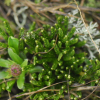 뫼석송(Lycopodium nikoense Franch. & Sav.) : 통통배