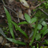 버들일엽(Loxogramme salicifolia (Makino) Makino) : 산들꽃
