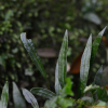 버들일엽(Loxogramme salicifolia (Makino) Makino) : 산들꽃