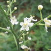 흰여로(Veratrum versicolor Nakai) : 산들꽃