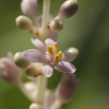 좀맥문동(Liriope minor (Maxim.) Makino) : 산들꽃