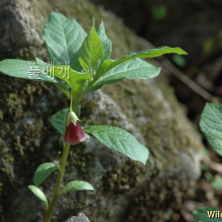 미치광이풀(Scopolia parviflora (Dunn) Nakai) : 청풍