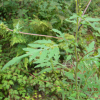 돼지풀(Ambrosia artemisiifolia L.) : 현촌