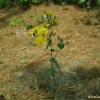 고들빼기(Crepidiastrum sonchifolium (Bunge) J.H.Pak & Kawano) : 여울목