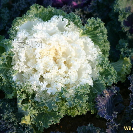 자주양배추(Brassica oleracea var. botrytis L.) : 꽃사랑