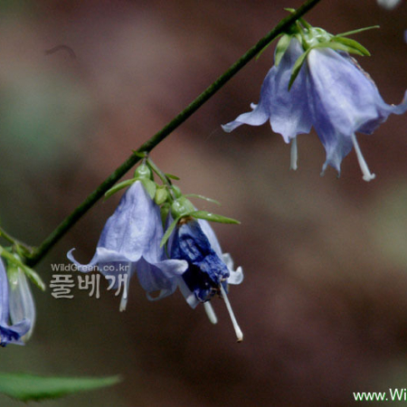 모시대(Adenophora remotiflora (Siebold & Zucc.) Miq.) : 河志