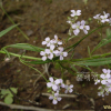 가는장대(Dontostemon dentatus (Bunge) C.A.Mey. ex Ledeb.) : 산들꽃