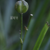 태안원추리(Hemerocallis taeanensis S.S.Kang & M.G.Chung) : 카르마