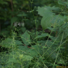 좀네잎갈퀴(Galium gracilens (A.Gray) Makino) : 무심거사