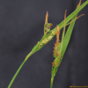 무늬사초(Carex maculata Boott) : 무심거사