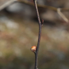 생강나무(Lindera obtusiloba Blume) : 노루발