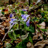 수골무꽃(Scutellaria pekinensis Maxim. var. alpina (Nakai) H.Hara) : 설뫼