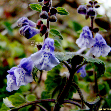 수골무꽃(Scutellaria pekinensis Maxim. var. alpina (Nakai) H.Hara) : 설뫼