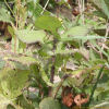 두메고들빼기(Lactuca triangulata Maxim.) : 무심거사
