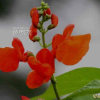 붉은강낭콩(Phaseolus multiflorus Willd.) : 塞翁之馬