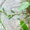 마디풀(Polygonum aviculare L.) : 들국화