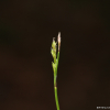 한라사초(Carex erythrobasis H.Lev. & Vaniot) : 고들빼기