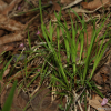 한라사초(Carex erythrobasis H.Lev. & Vaniot) : 고들빼기