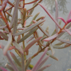 기수초(Suaeda malacosperma H.Hara) : 통통배