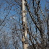 거제수나무(Betula costata Trautv.) : 살충제