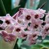 호야(Hoya carnosa (L.f.) R.Br.) : 통통배