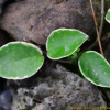 호야(Hoya carnosa (L.f.) R.Br.) : 통통배