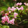 색병꽃나무 : 식물천국