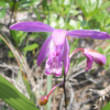 자란(Bletilla striata (Thunb. ex Murray) Rchb.f.) : 봄까치꽃