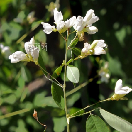 흰조록싸리(Lespedeza maximowiczii for. albiflora Uyeki) : 꽃사랑