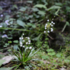 꽃장포(Tofieldia yoshiiana Makino var. koreana (Ohwi) M.N.Tamura) : habal