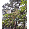 팔손이(Fatsia japonica (Thunb.) Decne. & Planch.) : 추풍