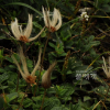 담자리꽃나무(Dryas octopetala var. asiatica (Nakai) Nakai) : 통통배