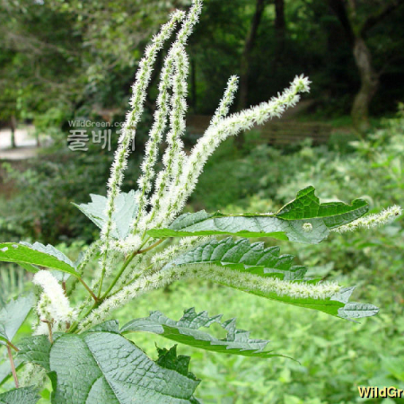 개모시풀(Boehmeria platanifolia Franch. & Sav.) : 별꽃