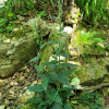 은분취(Saussurea gracilis Maxim.) : 무심거사