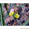 벌씀바귀(Ixeris polycephala Cass.) : 산들꽃