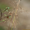 산기장(Phaenosperma globosum Munro ex Benth.) : 봄까치꽃