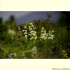 가는다리장구채(Silene jeniseensis Willd.) : 바지랑대