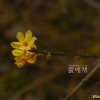 영춘화(Jasminum nudiflorum Lindl.) : 가야