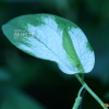 삼백초(Saururus chinensis (Lour.) Baill.) : 풀잎사랑