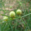 방울비짜루(Asparagus oligoclonos Maxim.) : 통통배